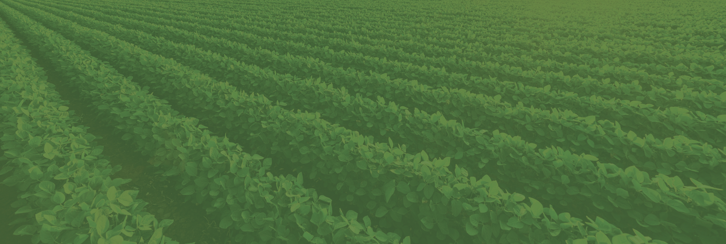 Soy Rows 3648