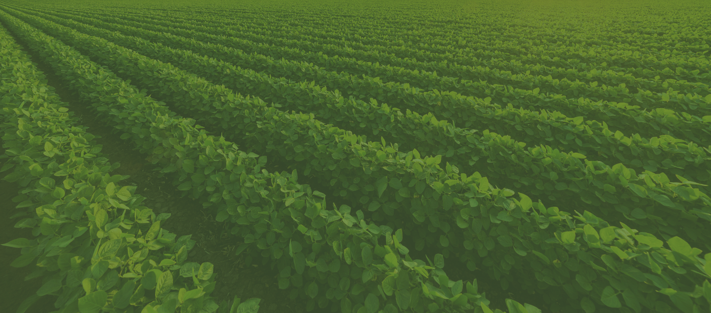 Soy Rows 3648