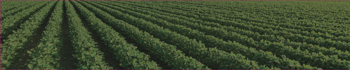 Soy Rows 3648