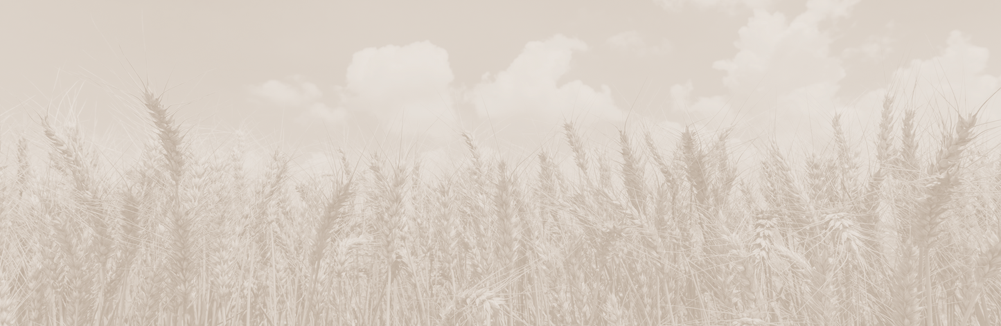 Panoramic Wheat 9739