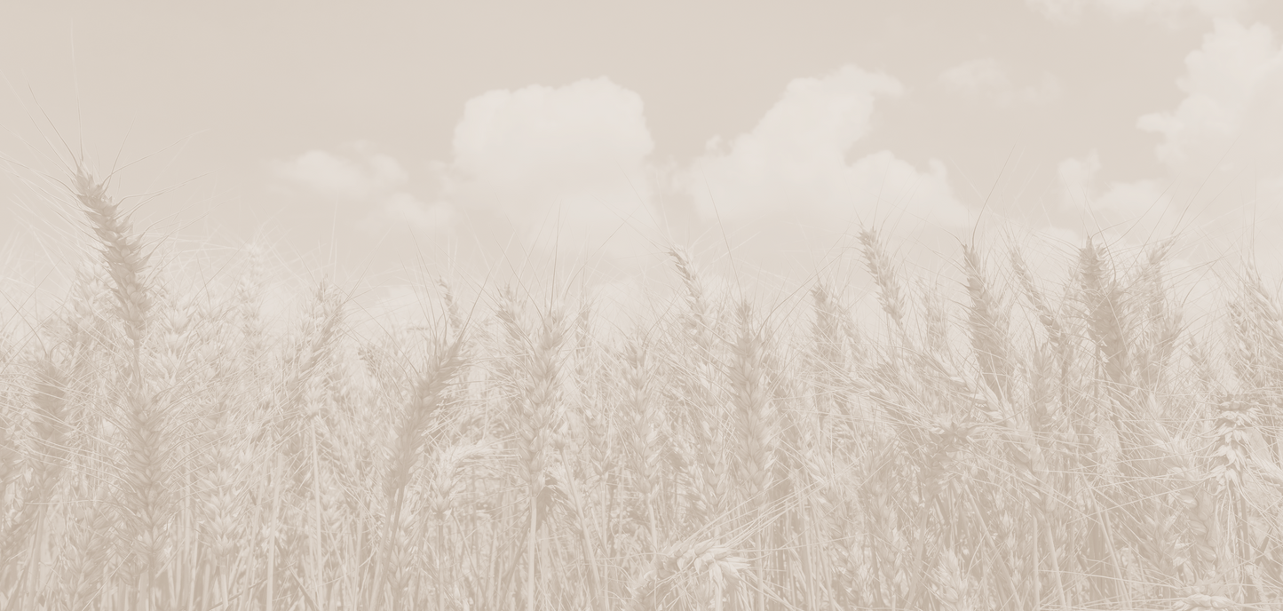 Panoramic Wheat 9739
