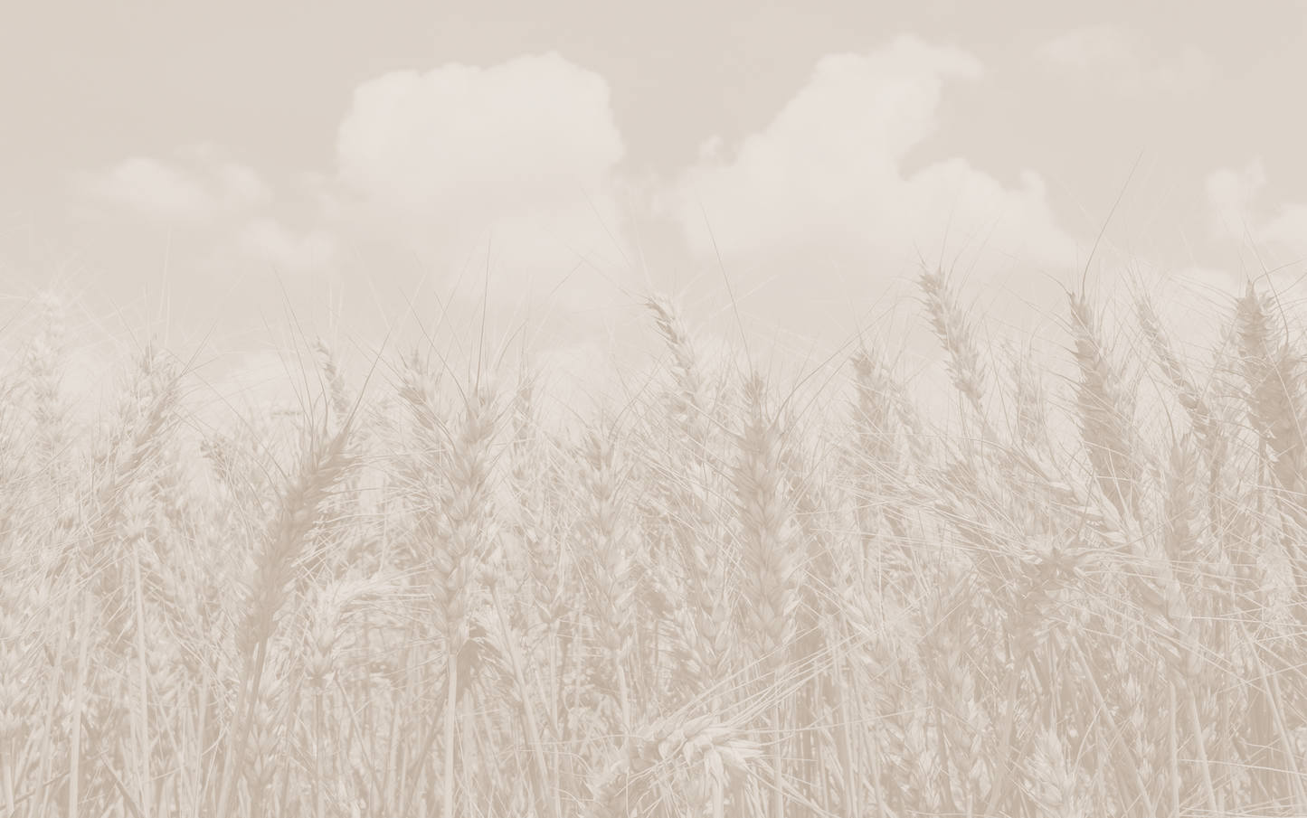Panoramic Wheat 9739