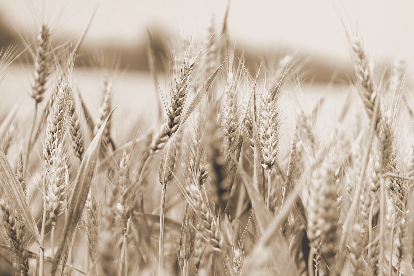 Sephia Wheat 5216