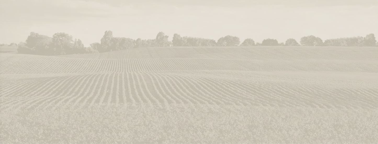 Soybean Field Mural