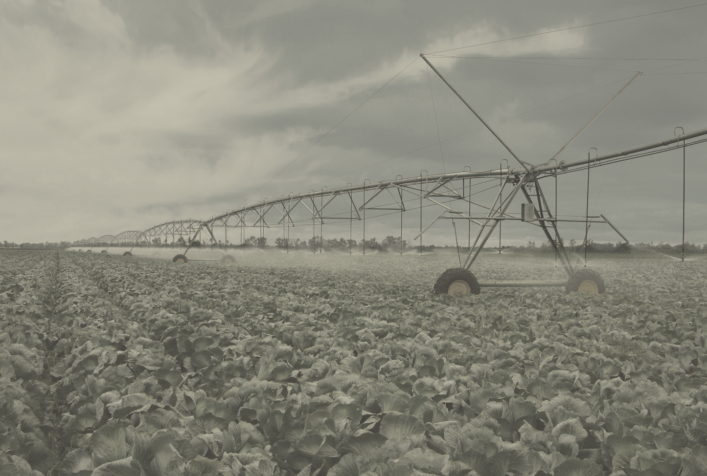 Irrigation Field