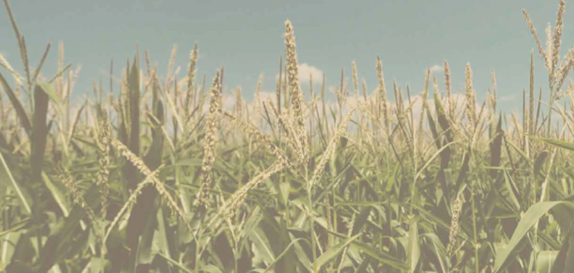 Corn Mural 5429