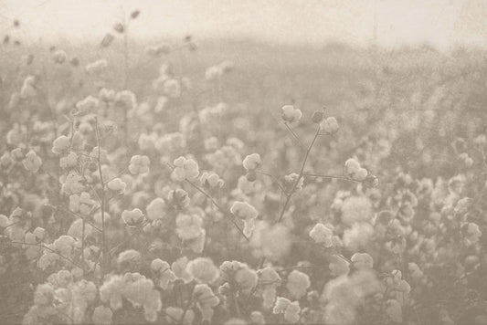 Dreamy Cotton Fields