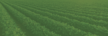 Soy Rows 3648