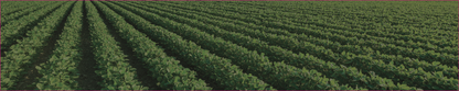 Soy Rows 3648