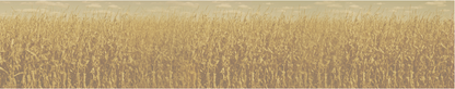 Wheat field wall covering under a clear sky