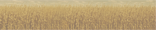 Wheat field wall covering under a clear sky