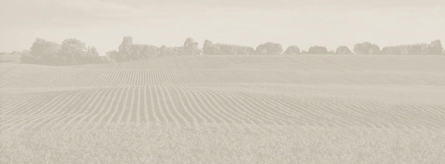 AGCO Soybean Field Duotone Mural