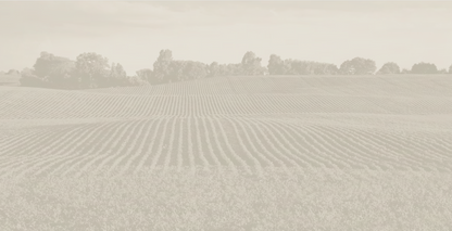 AGCO Soybean Field Duotone Mural