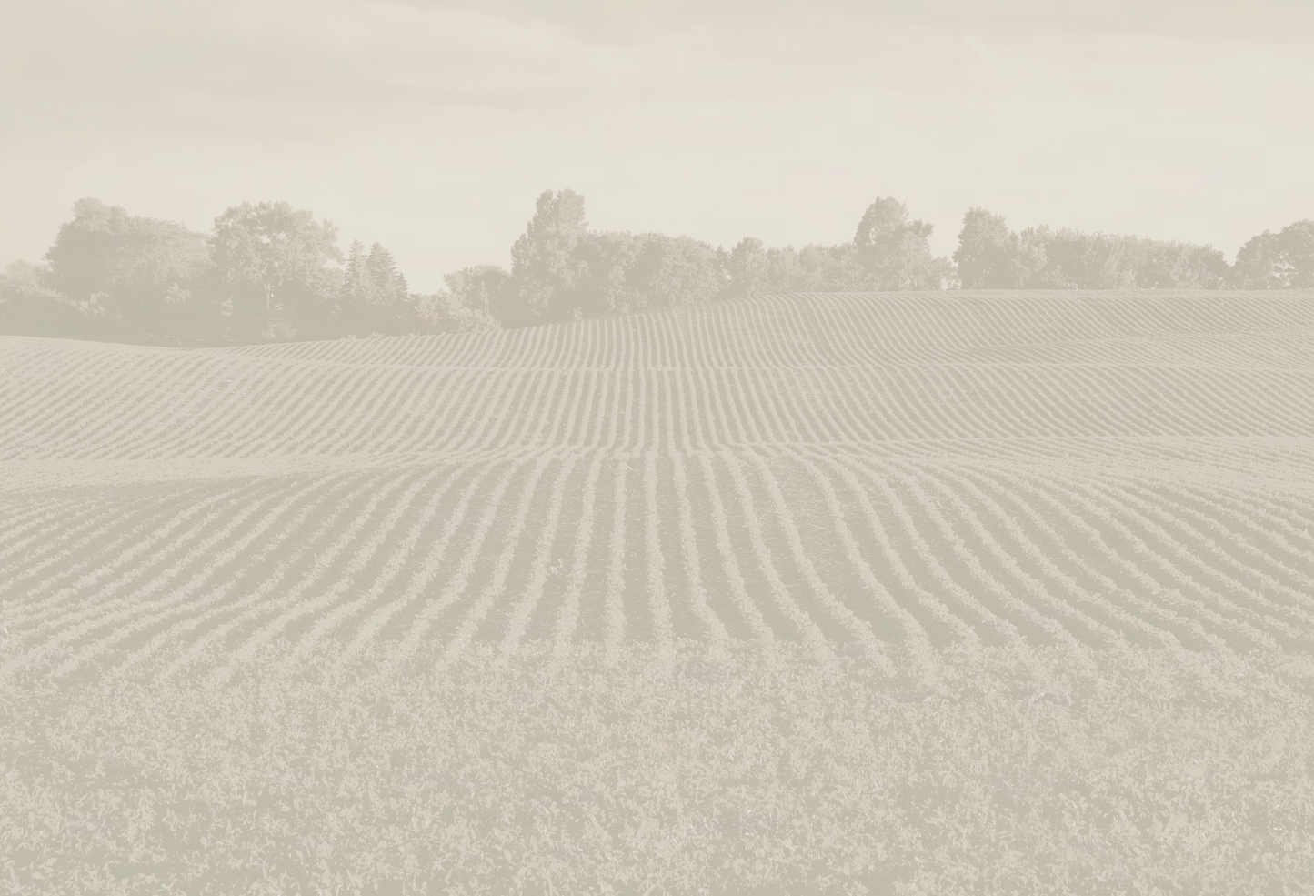 AGCO Soybean Field Duotone Mural