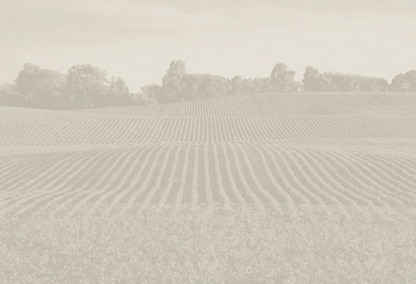 AGCO Soybean Field Duotone Mural