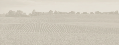 Soybean Field