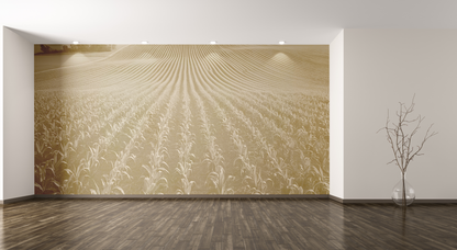 Corn Crop Rows 7004