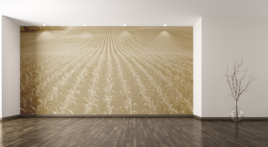 Corn Crop Rows 7004